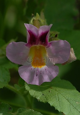 torito花,性质,植物区系