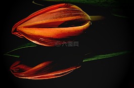 橙色,郁金香,花卉