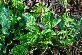 蜥蜴,饲养站,爬行动物