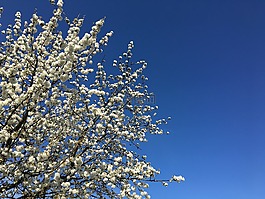 春天,天空,树
