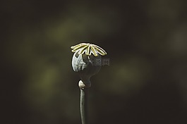 罂粟,罂粟胶囊,胶囊