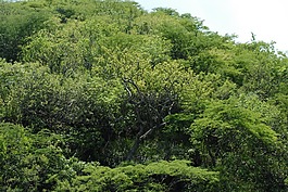 树,景观,区域