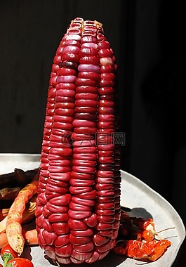 玉米,cob,农业