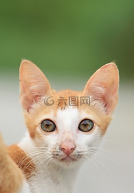 小的油漆,动物,油漆