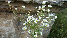 山aster,野花,小小