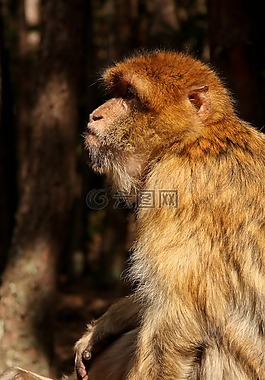 猴子,森林,动物园