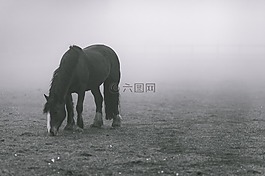 动物,动物摄影,原野