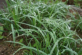 植物,绿色,韭菜