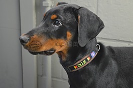 杜宾犬,狗,动物