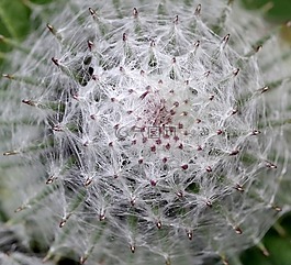 牛蒡花图片 牛蒡花素材 牛蒡花模板免费下载 六图网