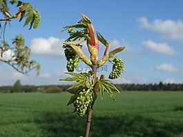春天,豆芽,发芽