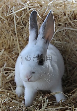 兔,可爱,动物