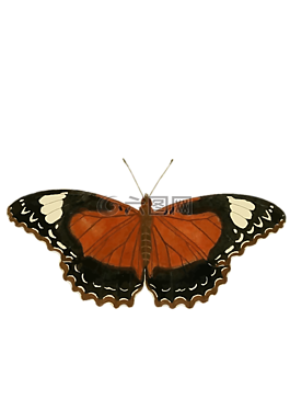 艺术免费可商用蝴蝶,橙色,昆虫免费可商用蝴蝶,蝴蝶杂草,橙色翅膀免费