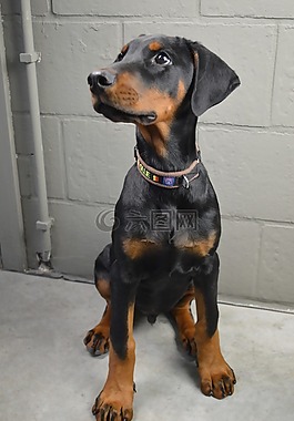 狗,动物,杜宾犬