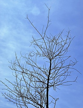 树枝,乾燥的细树枝,干树