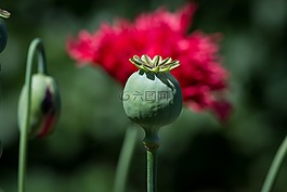 罂粟,罂粟胶囊,胶囊