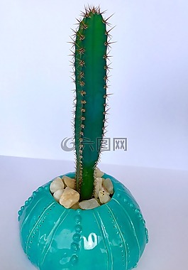 仙人掌,尖尖,带刺