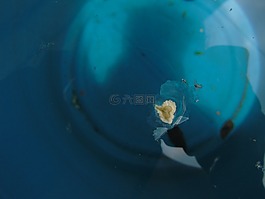 摄影,种子,光