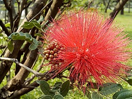 泰国花,流苏花春景响度单位,红色的花朵