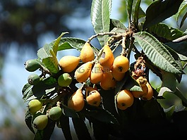 枸杞子,树,水果