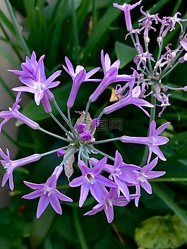 小花朵,淡紫色的花瓣,花