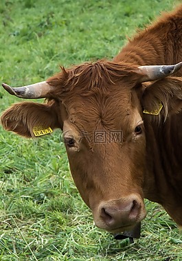牛,动物,农场动物