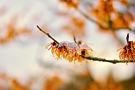 金缕,榛树,1 月