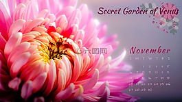维纳斯的秘密花园,日历,十一月