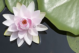 鲜花,热带,植物