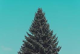 圣诞节,树,绿色