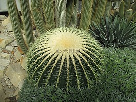 仙人掌,温室,植物群