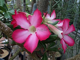 伯克利植物园,粉红色的花,仙人掌花