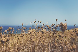 草,海洋,海
