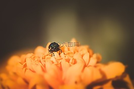 甲虫,小甲虫,黑甲虫