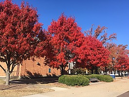 old dominion大学,秋天,树