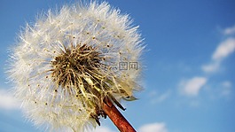 蒲公英,蒲公英的种子,蓬松