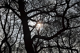 镜头光晕,太阳,树