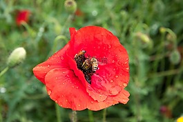 罂粟,蜜蜂,红色