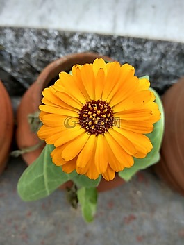 黄色花,花,黄色