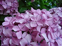 淡紫色的花,绣球花,花园