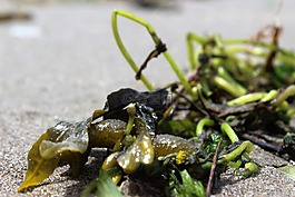 海滩,沙,海藻