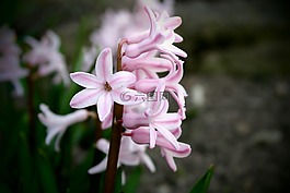 花卉,关怀,春天