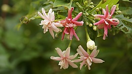 指甲,指甲花,花