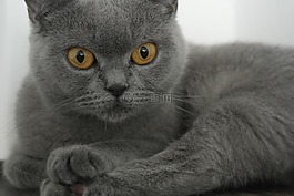 英国短毛猫,珍爱的,灰色