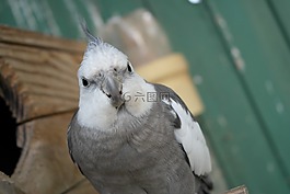 鹦鹉,家,宠物