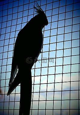 鹦鹉,阴影,囚禁