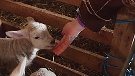 羊肉,手,气味