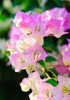 花,纸花卉,花的