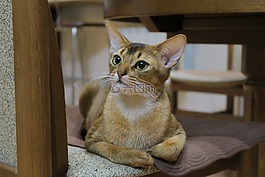 小猫,阿比西尼亚猫,阿比西尼亚
