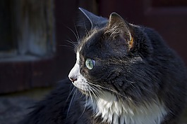 猫,猫特写,喵呜声
